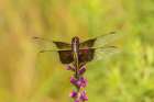 Widow skimmer, female on prairie blazing star, Rock Cave Nature Preserve, Illinois. Art Print